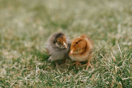two small chicks in the grass