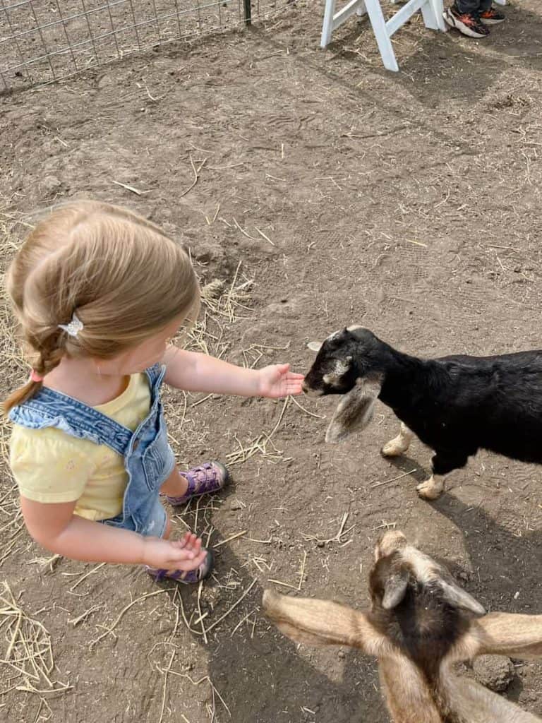 Little girl feeding goats at a petting zoo 