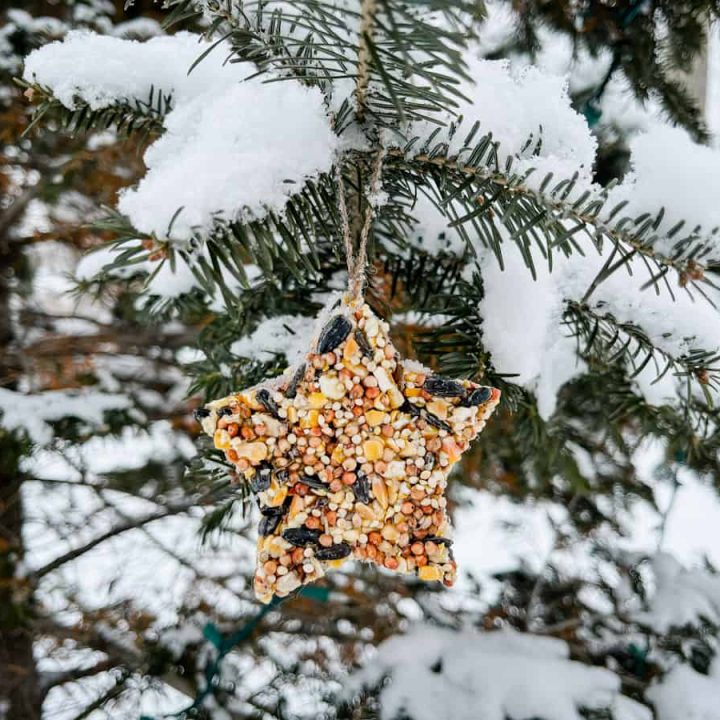 Star shaped bird seed ornament hanging on a snowy pine tree
