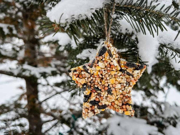 How to Make Birdseed Ornaments
