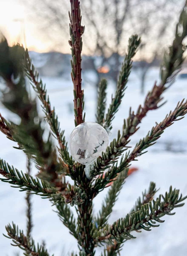 frozen bubble on a tree in winter