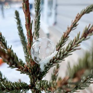frozen bubble on tree