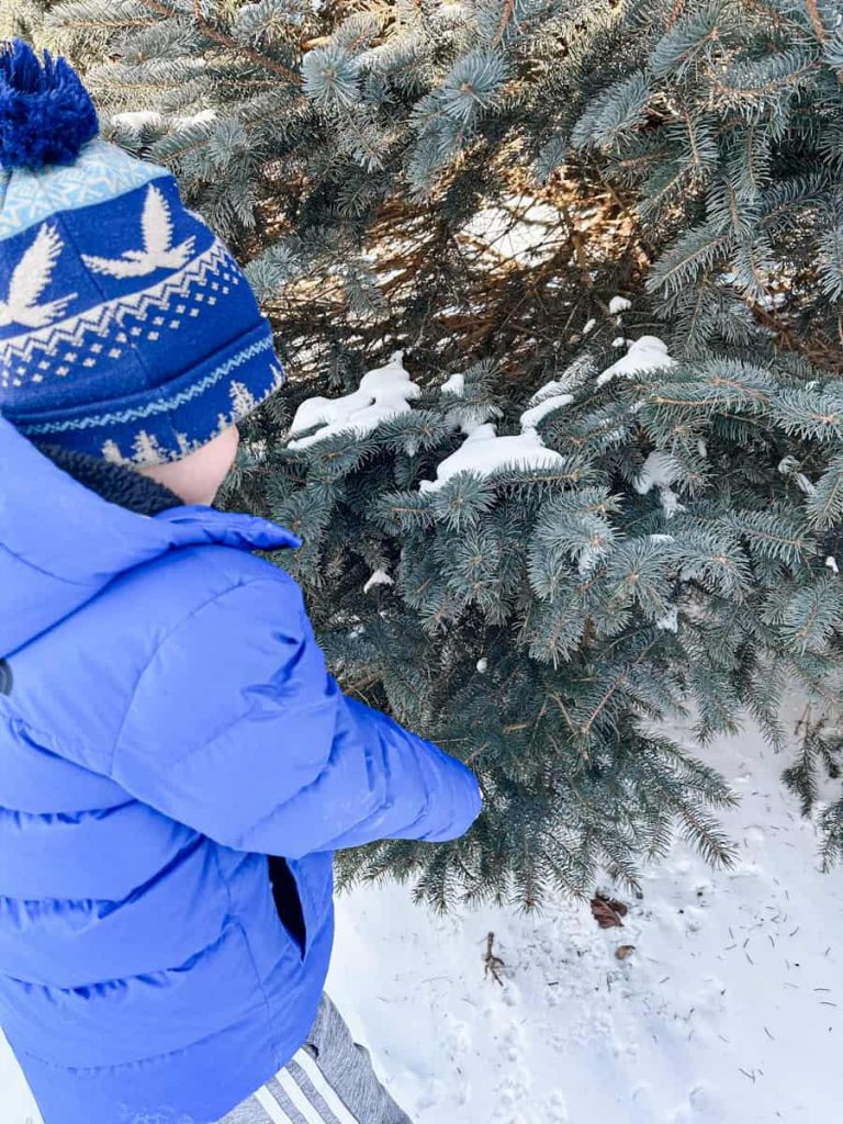 child standing at pine tree finding items for his nature ice ornament