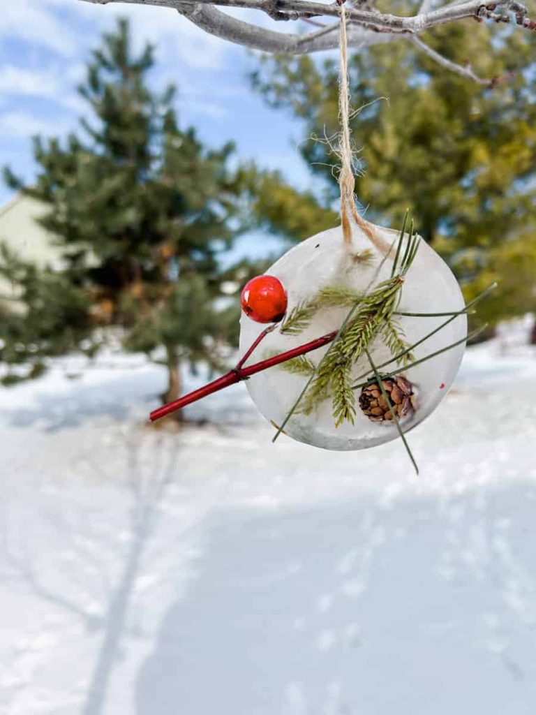 Ice ornament with cranberries, twigs and pine in it hanging from tree