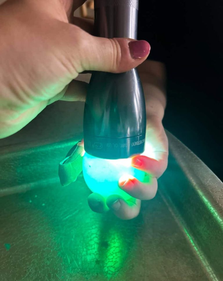 hand holding a flashlight over egg that is glowing