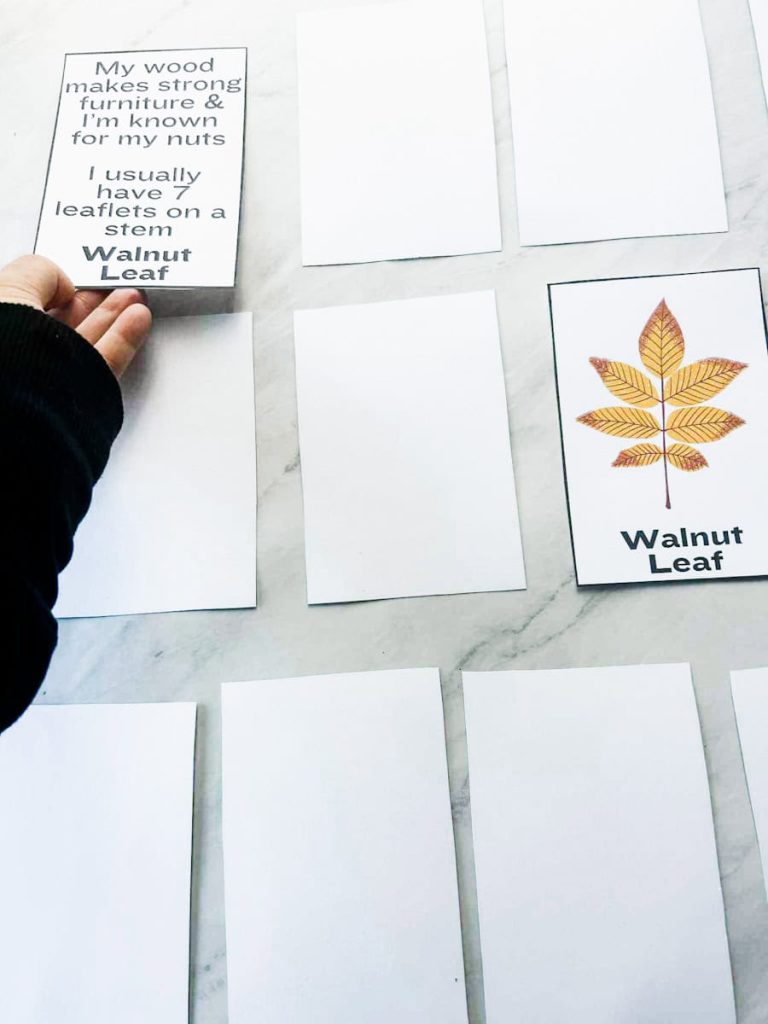 person playing a memory game with the leaf identification cards
