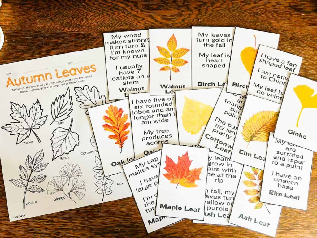 coloring sheet and fall leaf identification cards on table