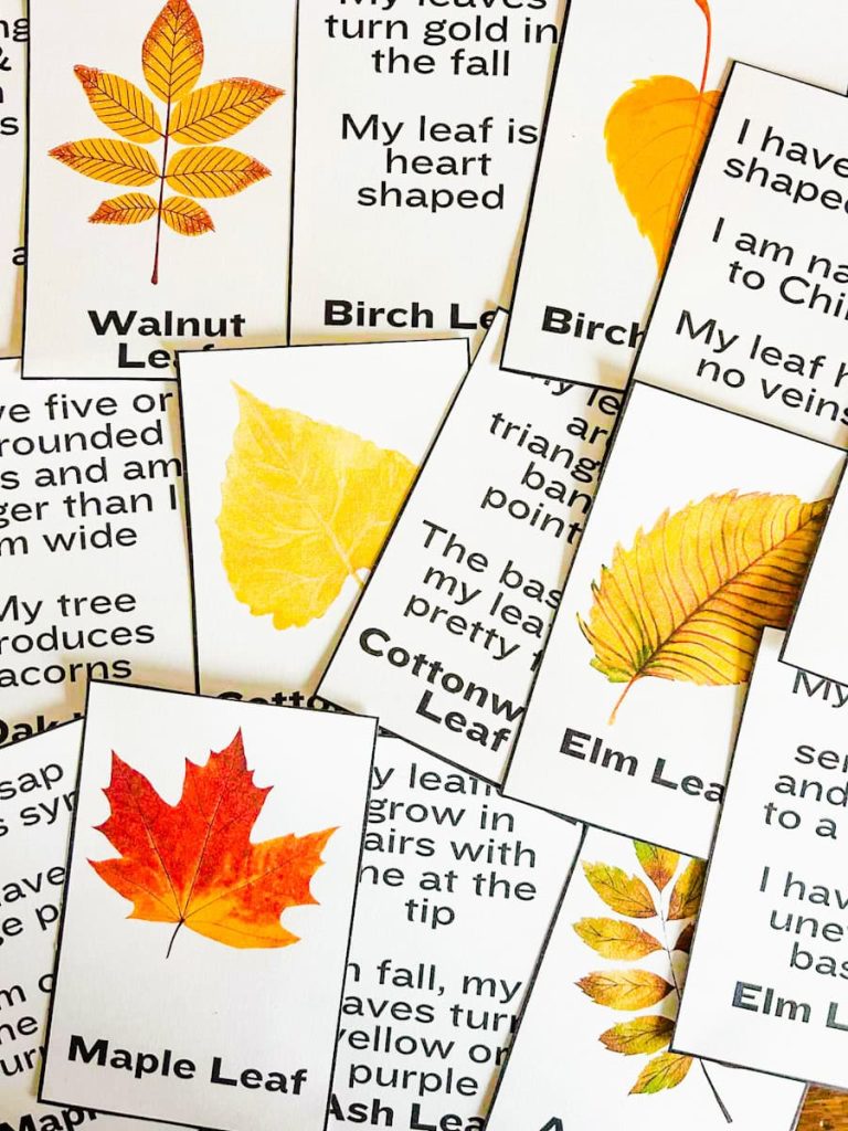 fall leaf flashcards on a table