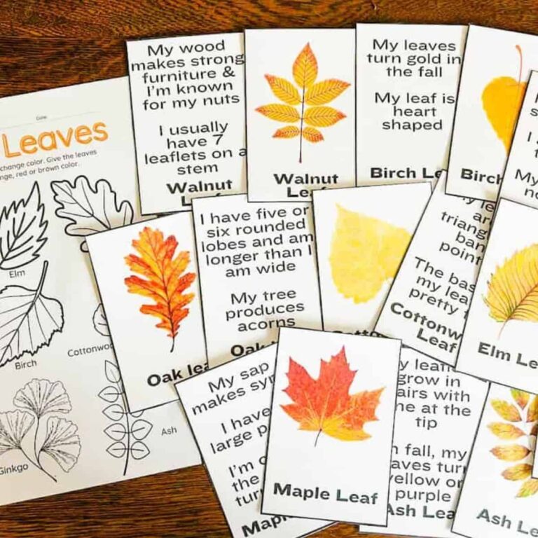 fall leaf flashcards on a table