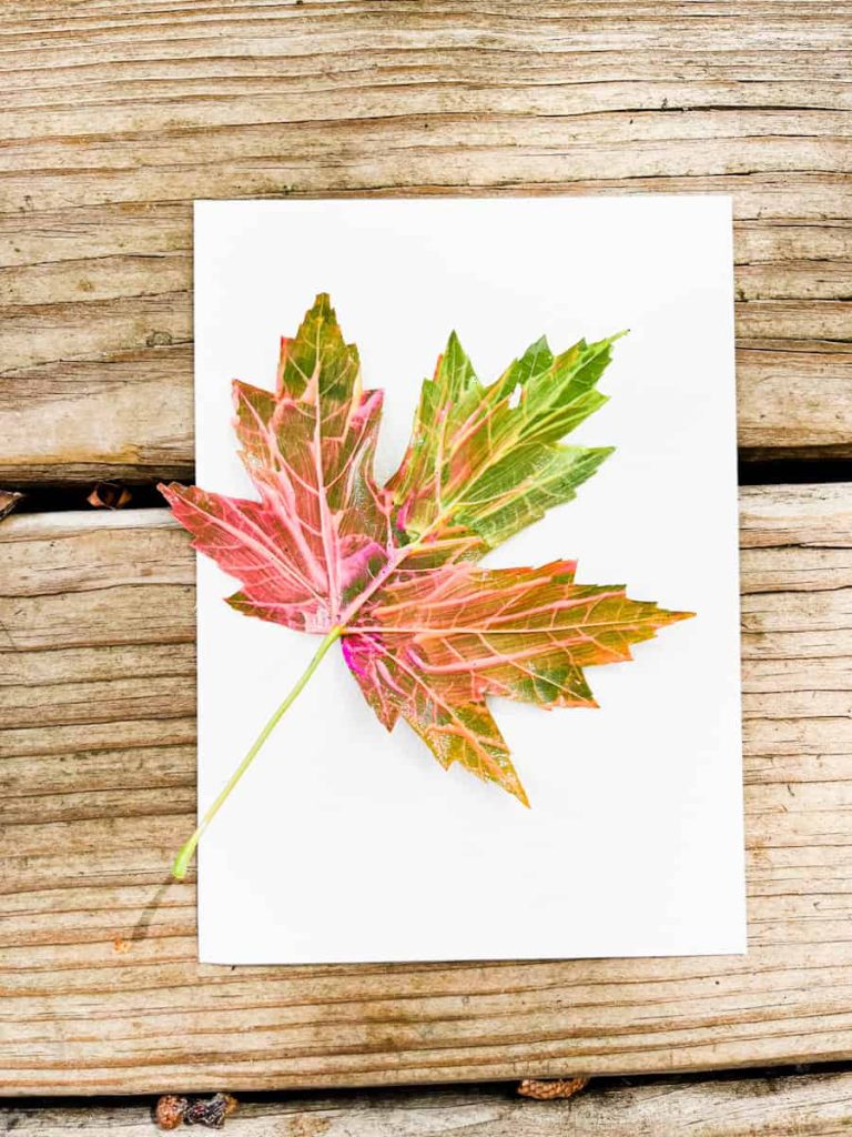painted leaf sitting on a piece of cardstock