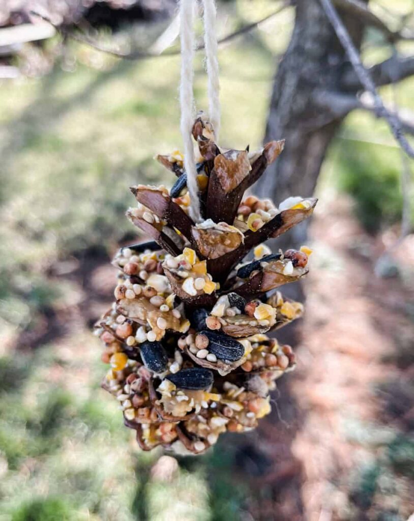 pinecone birdfeeder hanging in a tree