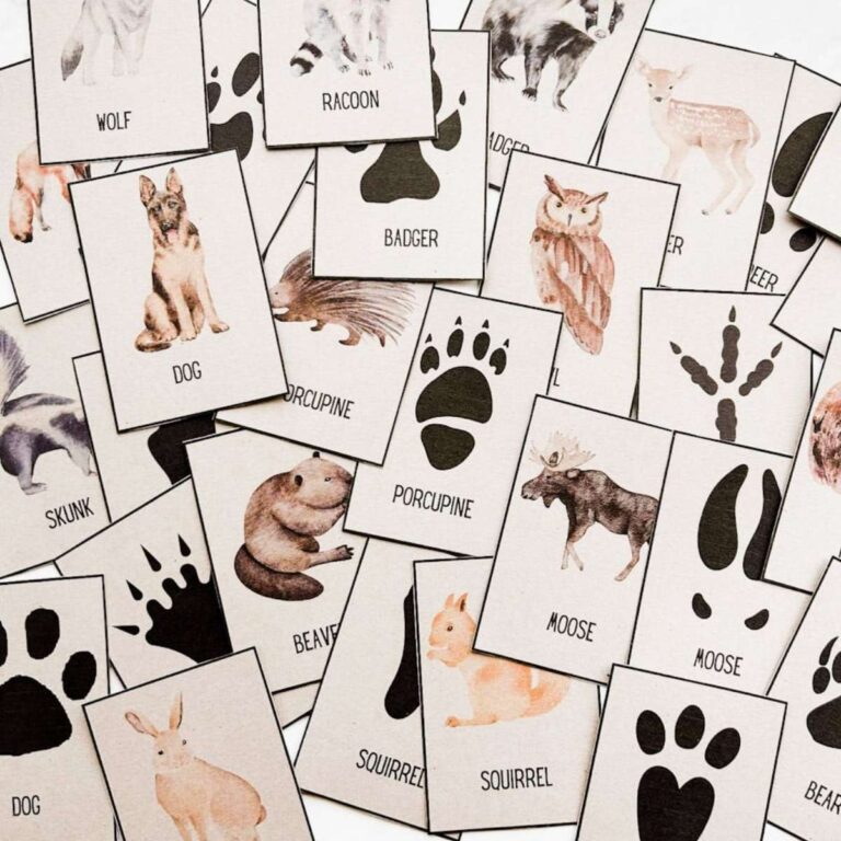 animal track cards on cardstock paper all laying on table spread out.