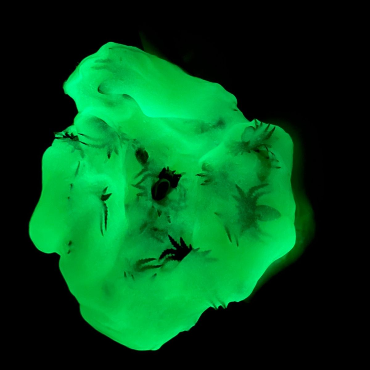 Slime glowing in the dark with a black background.